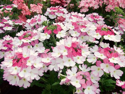 Photo de variété de fleurs à utiliser comme: Pot, patio, Suspension Verbena Bebop Pink