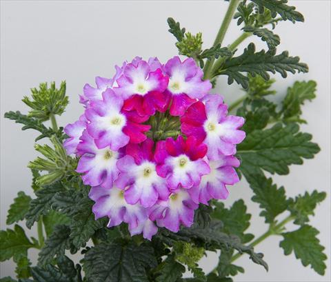 Photo de variété de fleurs à utiliser comme: Pot, patio, Suspension Verbena Bebop Violet
