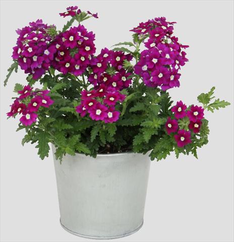 Photo de variété de fleurs à utiliser comme: Pot, patio, Suspension Verbena Blues Dark Purple