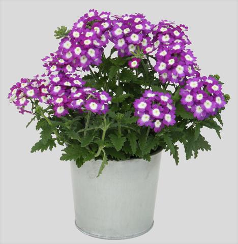 Photo de variété de fleurs à utiliser comme: Pot, patio, Suspension Verbena Blues Dark Violet