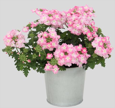 Photo de variété de fleurs à utiliser comme: Pot, patio, Suspension Verbena Blues Light Pink