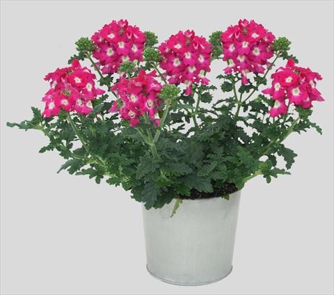 Photo de variété de fleurs à utiliser comme: Pot, patio, Suspension Verbena Blues Neon