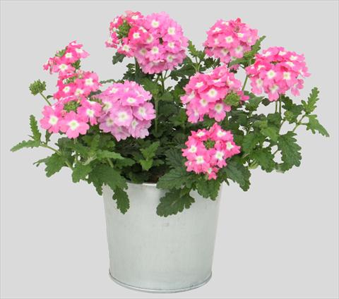 Photo de variété de fleurs à utiliser comme: Pot, patio, Suspension Verbena Blues Pink