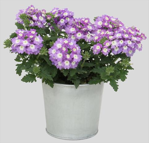Photo de variété de fleurs à utiliser comme: Pot, patio, Suspension Verbena Blues Sky Blue