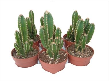 Photo de variété de fleurs à utiliser comme: Pot Cactus Cereus floridiano