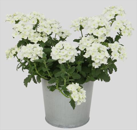 Photo de variété de fleurs à utiliser comme: Pot, patio, Suspension Verbena Blues White