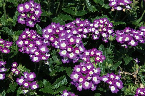 Photo de variété de fleurs à utiliser comme: Pot, patio, Suspension Verbena Lascar® Big Eye Violet evol