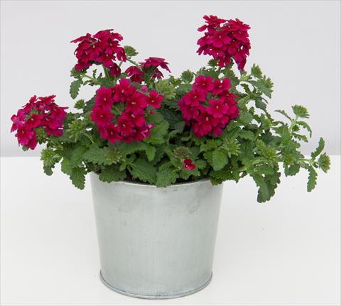Photo de variété de fleurs à utiliser comme: Pot, patio, Suspension Verbena Pop Burgundy