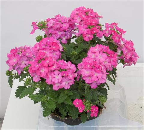 Photo de variété de fleurs à utiliser comme: Pot, patio, Suspension Verbena Pop Dark Pink