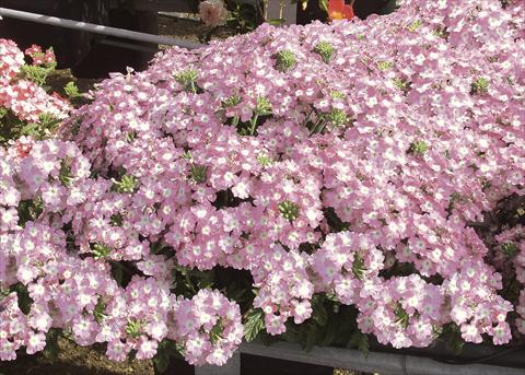 Photo de variété de fleurs à utiliser comme: Pot, patio, Suspension Verbena Pop Light Pink