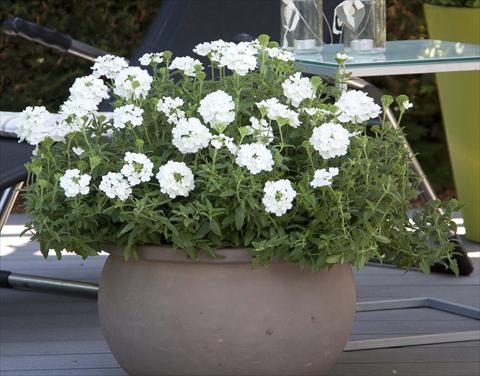 Photo de variété de fleurs à utiliser comme: Pot, patio, Suspension Verbena Pop White
