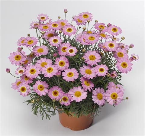Photo de variété de fleurs à utiliser comme: Pot et Plante à massif Argyranthemum frutescens Sassy 