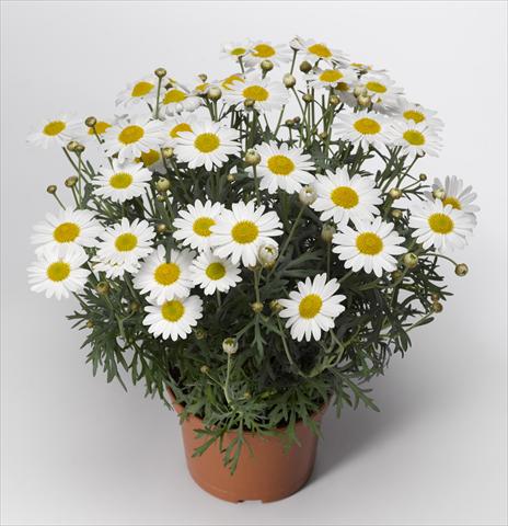 Photo de variété de fleurs à utiliser comme: Pot et Plante à massif Argyranthemum frutescens Sassy 