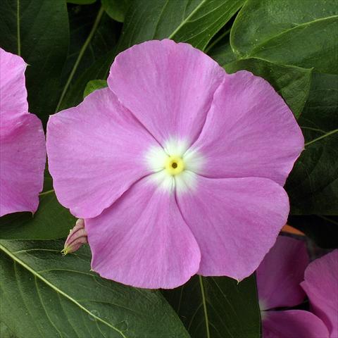 Photo de variété de fleurs à utiliser comme: Pot, Plante à massif, patio Catharanthus roseus - Vinca Vitesse Lavender