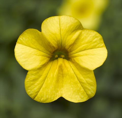 Photo de variété de fleurs à utiliser comme: Pot, Plante à massif, patio, Suspension Calibrachoa Callie® Bright Yellow