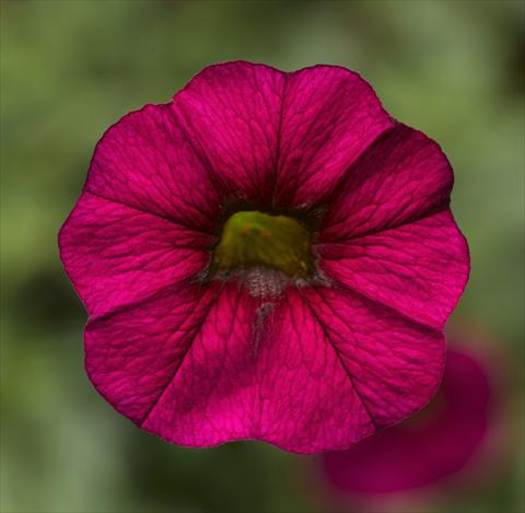 Photo de variété de fleurs à utiliser comme: Pot, Plante à massif, patio, Suspension Calibrachoa Callie® Burgundy