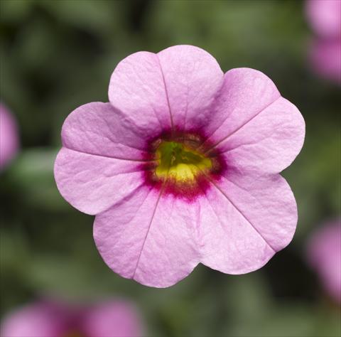 Photo de variété de fleurs à utiliser comme: Pot, Plante à massif, patio, Suspension Calibrachoa Callie® Pink with Red Eye