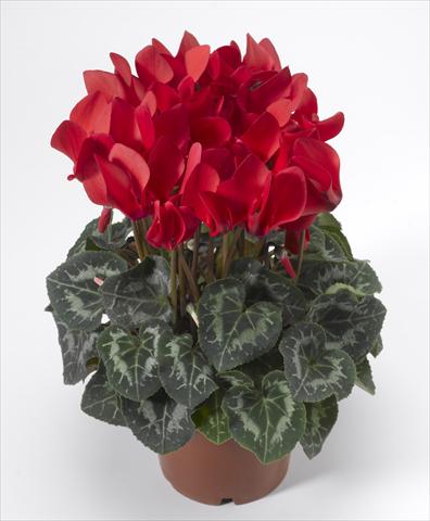 Photo de variété de fleurs à utiliser comme: Suspension / pot Cyclamen persicum Laser Synchro Scarlet Imp