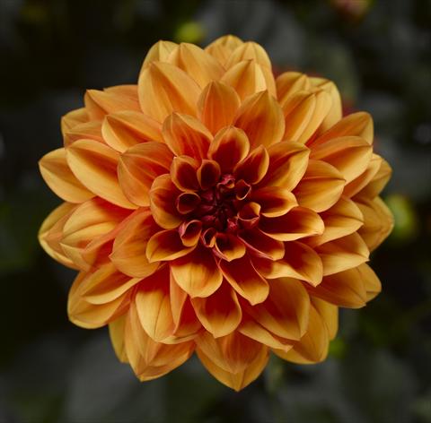 Photo de variété de fleurs à utiliser comme: Pot et Plante à massif Dahlia x hybrida Grandalia Orange