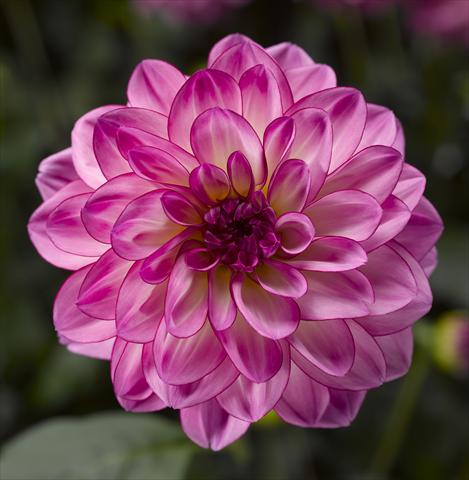 Photo de variété de fleurs à utiliser comme: Pot et Plante à massif Dahlia x hybrida Grandalia Pink