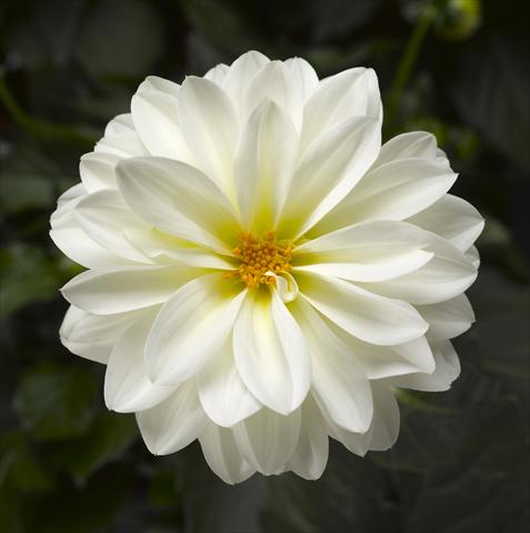 Photo de variété de fleurs à utiliser comme: Pot et Plante à massif Dahlia x hybrida Grandalia White