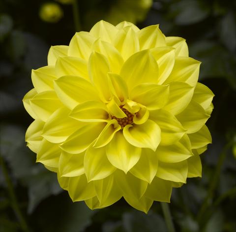 Photo de variété de fleurs à utiliser comme: Pot et Plante à massif Dahlia x hybrida Grandalia Yellow