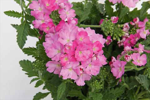 Photo de variété de fleurs à utiliser comme: Pot, patio, Suspension Verbena Lascar® Pink evol