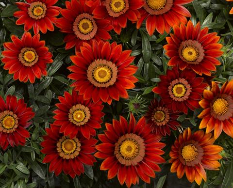 Photo de variété de fleurs à utiliser comme: Plante à massif/ plante de bordure Gazania rigens Big Kiss Red