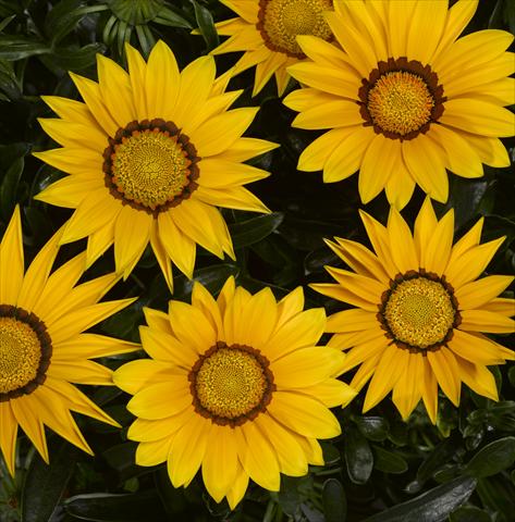 Photo de variété de fleurs à utiliser comme: Plante à massif/ plante de bordure Gazania rigens Big Kiss Yellow