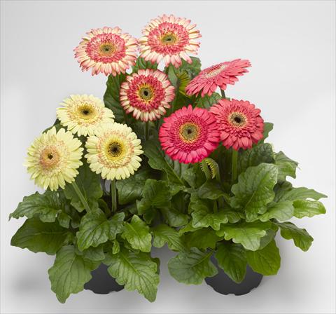 Photo de variété de fleurs à utiliser comme: Pot Gerbera jamesonii Cartwheel® Strawberry Twist