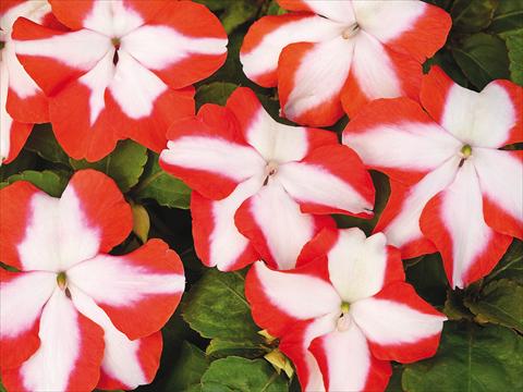 Photo de variété de fleurs à utiliser comme: Pot et Plante à massif Impatiens walleriana Accent Premium Orange Star Imp