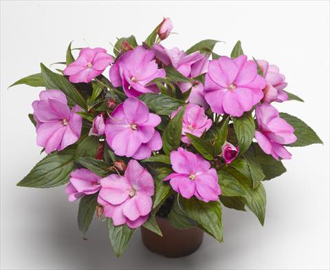 Photo de variété de fleurs à utiliser comme: Pot, Plante à massif, patio, Suspension Impatiens N. Guinea Florific™ Lavender