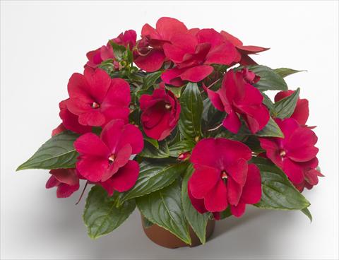 Photo de variété de fleurs à utiliser comme: Pot, Plante à massif, patio, Suspension Impatiens N. Guinea Florific™ Red