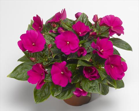 Photo de variété de fleurs à utiliser comme: Pot, Plante à massif, patio, Suspension Impatiens N. Guinea Florific™ Violet