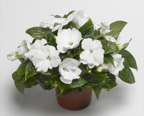 Photo de variété de fleurs à utiliser comme: Pot, Plante à massif, patio, Suspension Impatiens N. Guinea Florific™ White