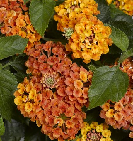 Photo de variété de fleurs à utiliser comme: Pot et Plante à massif Lantana camara Bandana Orange