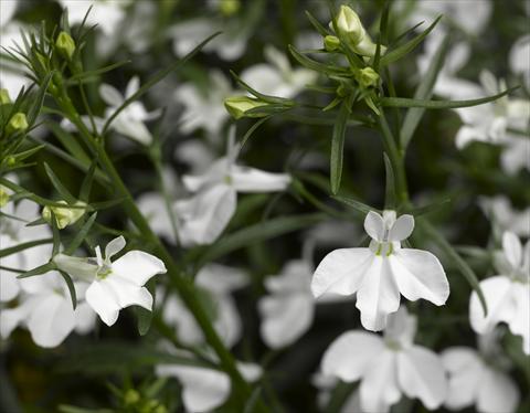 Photo de variété de fleurs à utiliser comme: Pot, Plante à massif, patio, Suspension Lobelia erinus Techno White Imp
