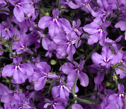 Photo de variété de fleurs à utiliser comme: Pot, Plante à massif, patio, Suspension Lobelia erinus Techno-Up Purple