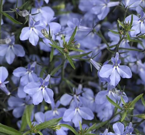 Photo de variété de fleurs à utiliser comme: Pot, Plante à massif, patio, Suspension Lobelia erinus Techno-Up Sky Blue