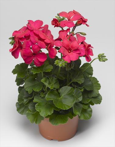Photo de variété de fleurs à utiliser comme: Patio, pot Pelargonium interspecifico Caliente® 