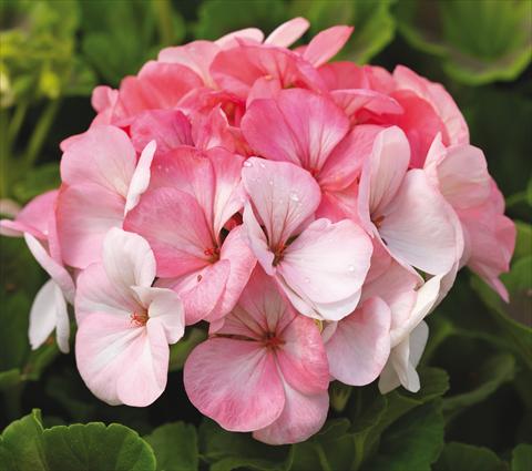 Photo de variété de fleurs à utiliser comme: Pot, Plante à massif, patio Pelargonium zonale Pinto Premium White to Rose