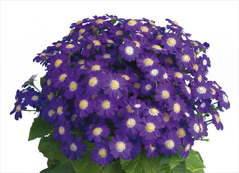 Photo de variété de fleurs à utiliser comme: Pot et Plante à massif Pericallis cruenta Venezia Blue Imp