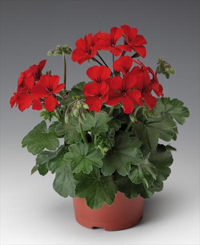 Photo de variété de fleurs à utiliser comme: Patio, pot Pelargonium interspecifico Caliente® 