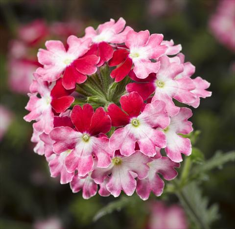 Photo de variété de fleurs à utiliser comme: Pot, patio, Suspension Verbena Lanai® Twister 2.0 Red