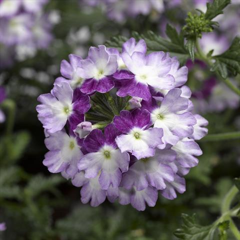 Photo de variété de fleurs à utiliser comme: Pot, patio, Suspension Verbena Lanai® Twister 2.0 Violet