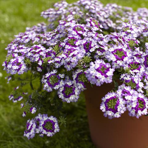 Photo de variété de fleurs à utiliser comme: Pot, patio, Suspension Verbena Lanai® Twister Blue Imp