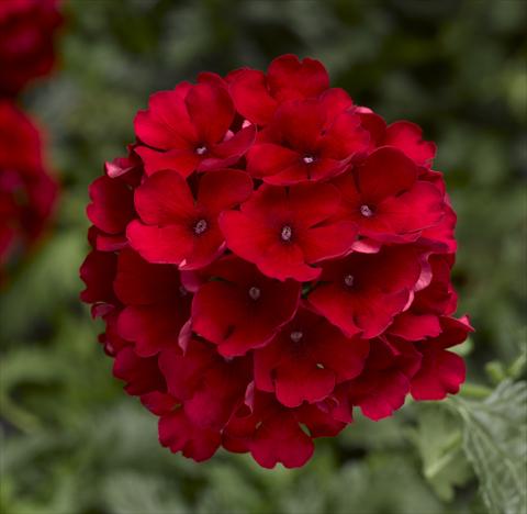 Photo de variété de fleurs à utiliser comme: Pot, patio, Suspension Verbena Magelana Red Imp
