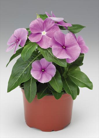 Photo de variété de fleurs à utiliser comme: Pot et Plante à massif Catharanthus roseus - Vinca Sunstorm Purple Imp