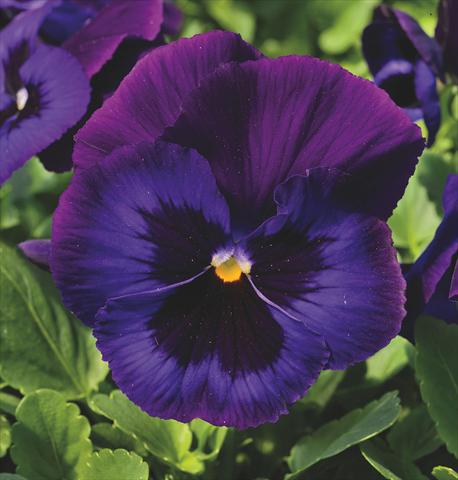 Photo de variété de fleurs à utiliser comme: Pot et Plante à massif Viola wittrockiana Delta® Neon Violet Imp