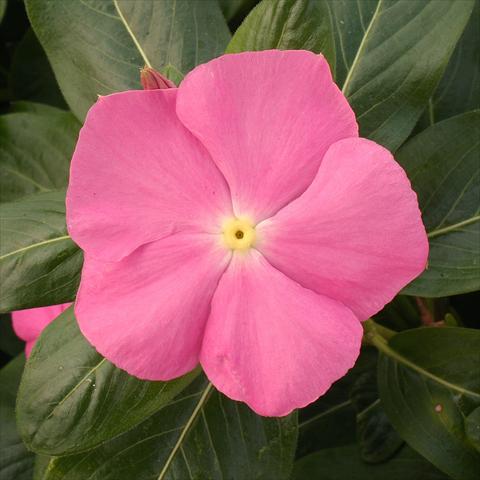 Photo de variété de fleurs à utiliser comme: Pot, Plante à massif, patio Catharanthus roseus - Vinca Vitesse Pink